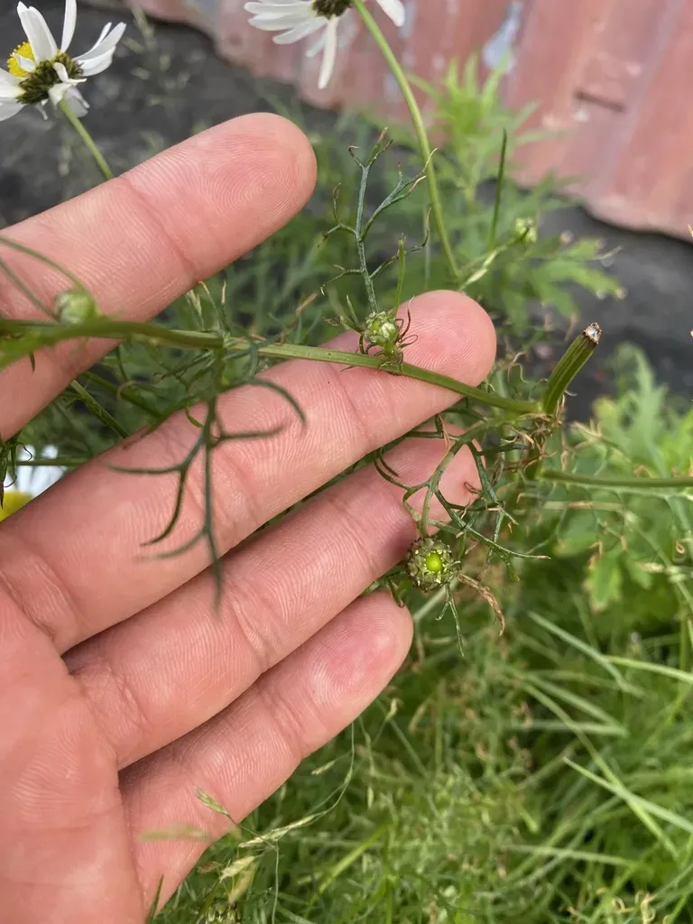 Tripleurospermum Hookeri