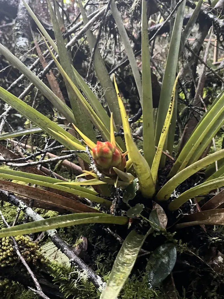 Tillandsia Turneri