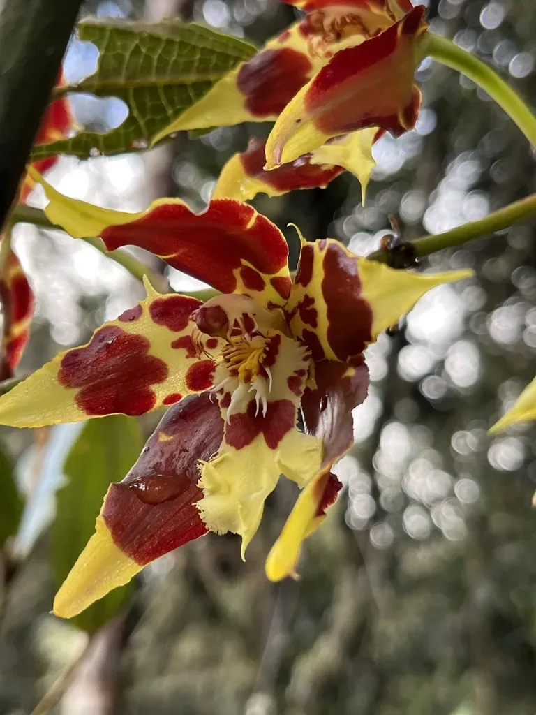 Oncidium Luteopurpureum