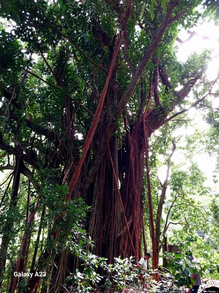 Pacific Banyan