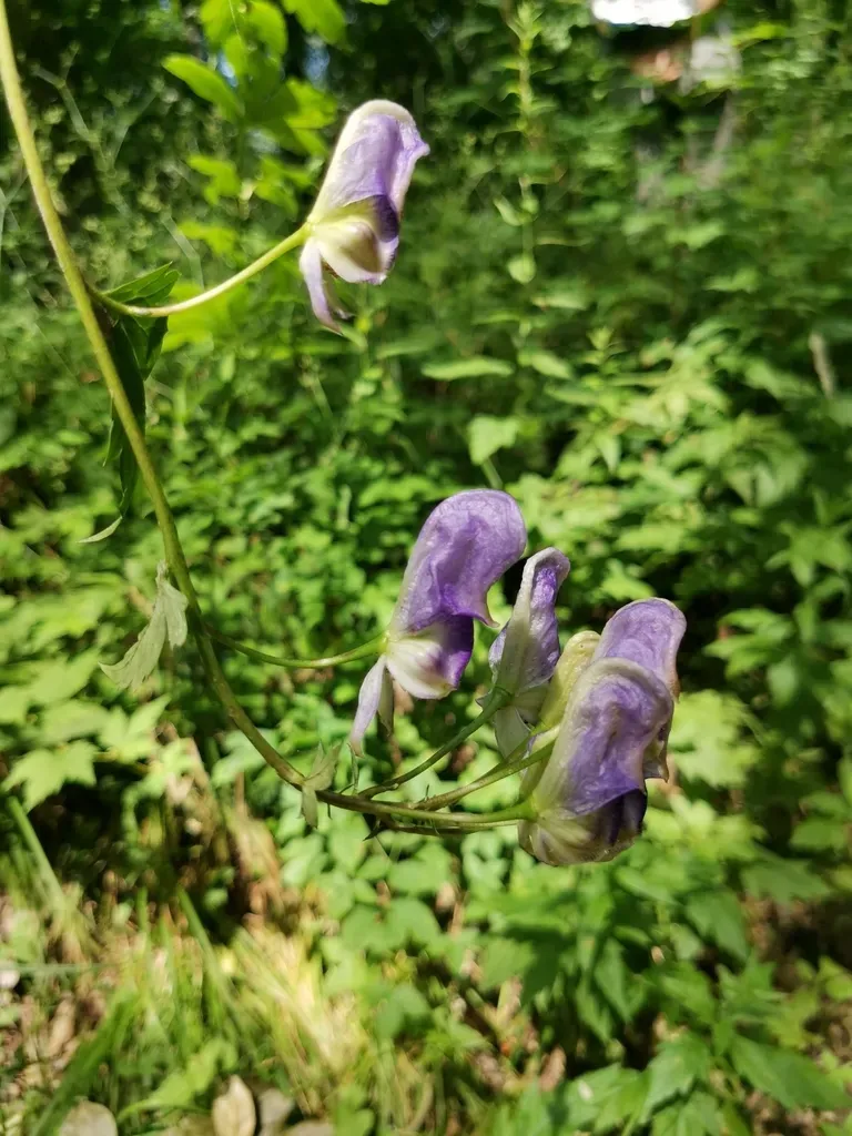 Aconitum Axilliflorum