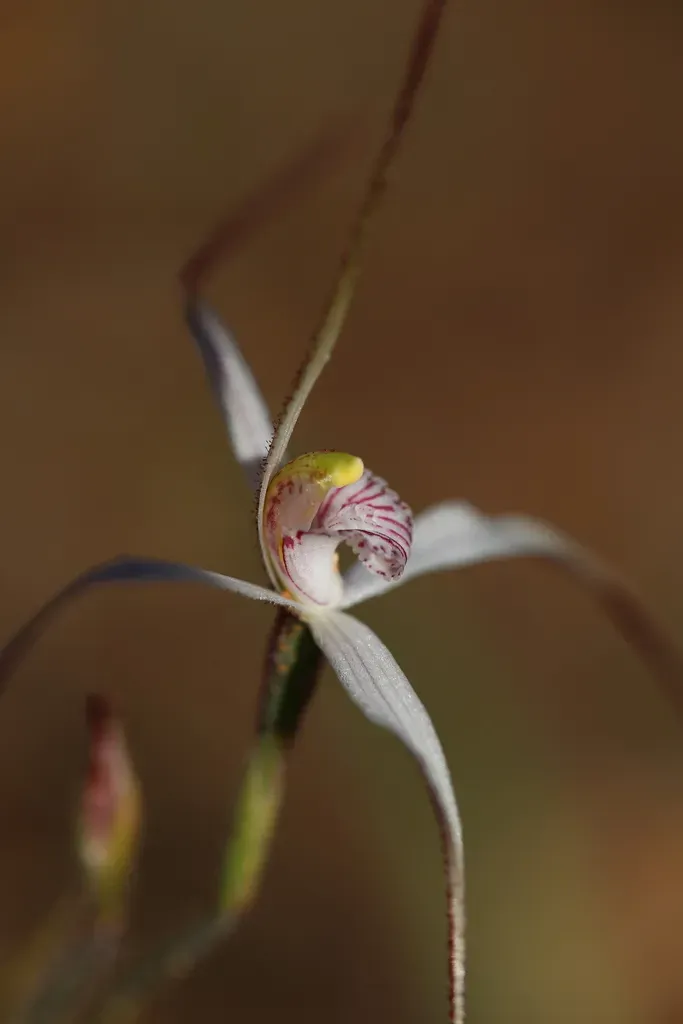 Caladenia Hiemalis