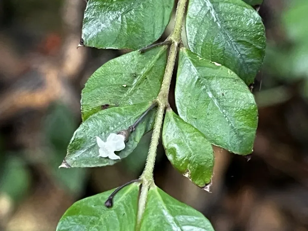 Lasianthus Biflorus