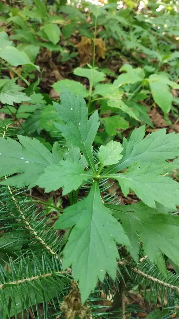 Stolon-bearing Wormwood