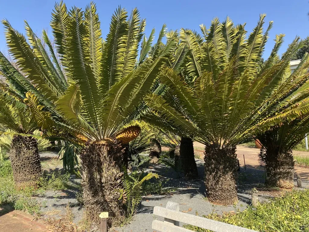 Piet Retief Cycad