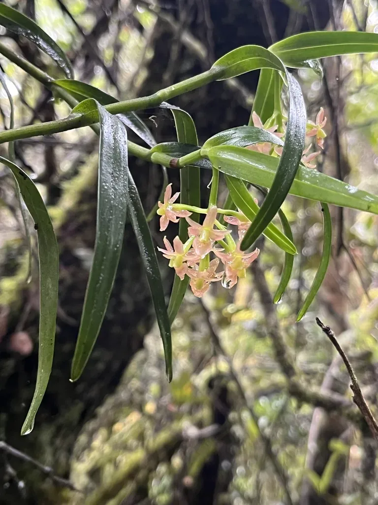 Epidendrum Oxysepalum
