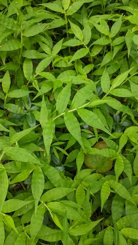 Wavyleaf Basketgrass