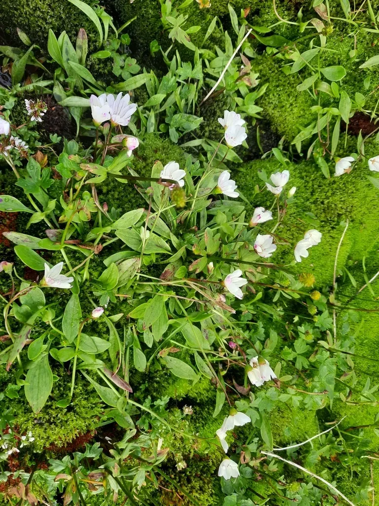 Alaska Springbeauty