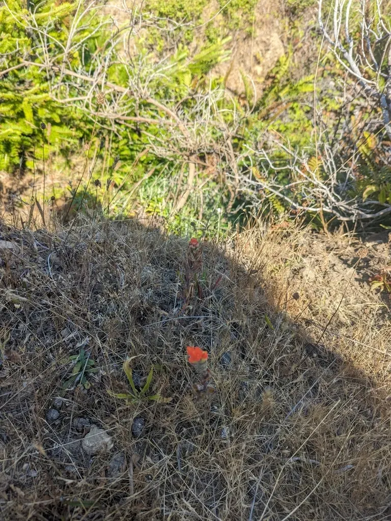 Mendocino Coast Indian Paintbrush