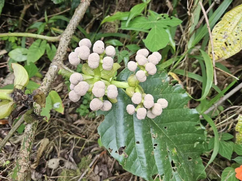 Poikilospermum Acuminatum