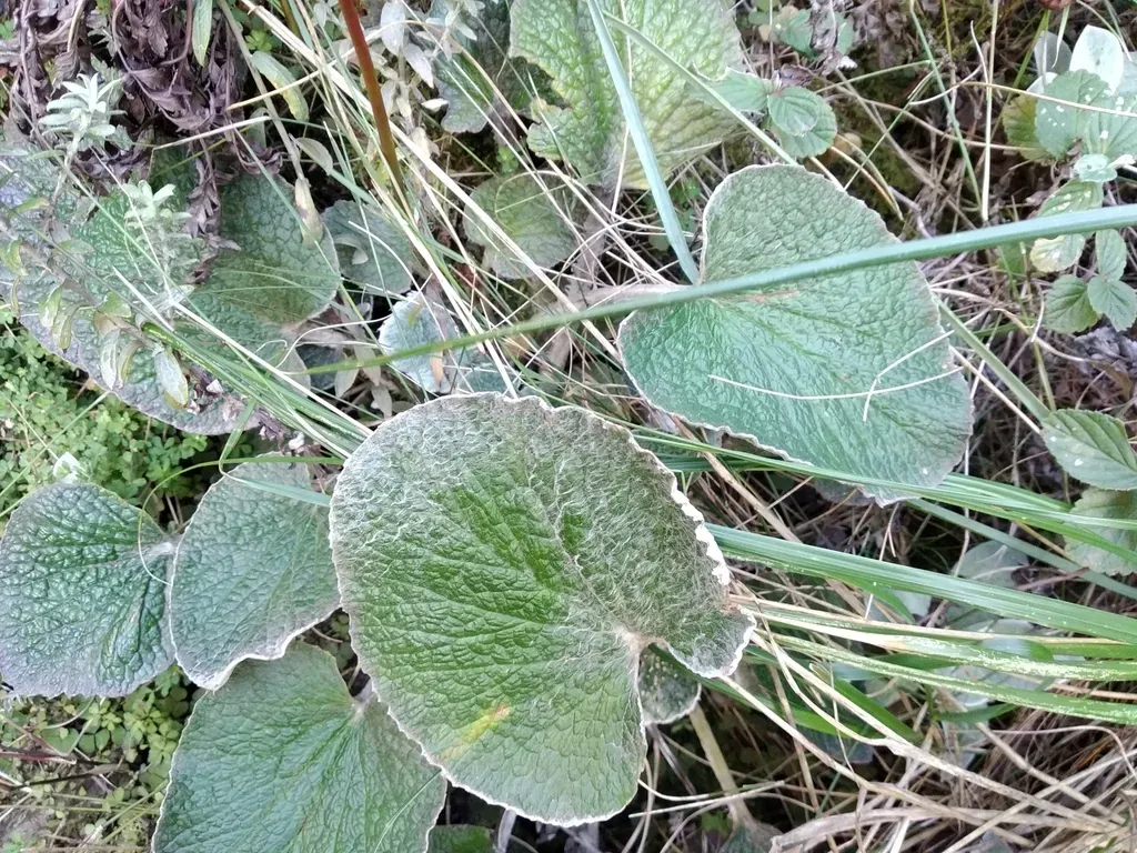 Woolly Tinderleaf