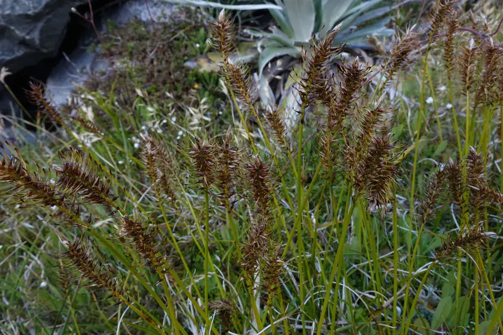 Carex Edura