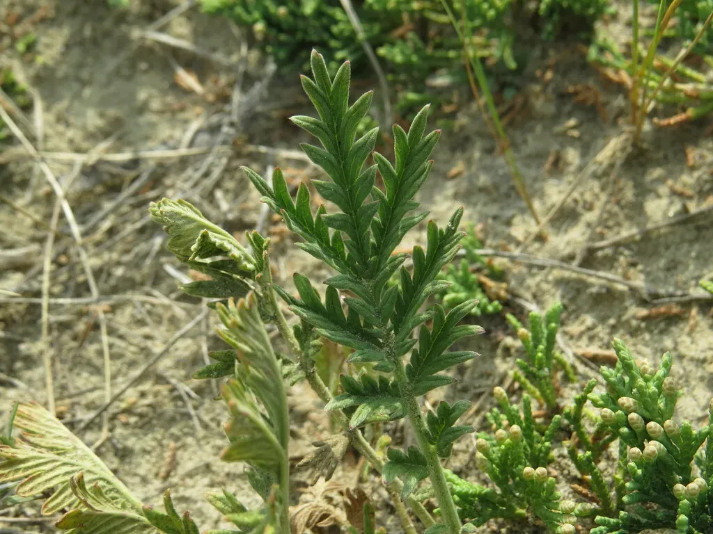 Pennsylvania Cinquefoil
