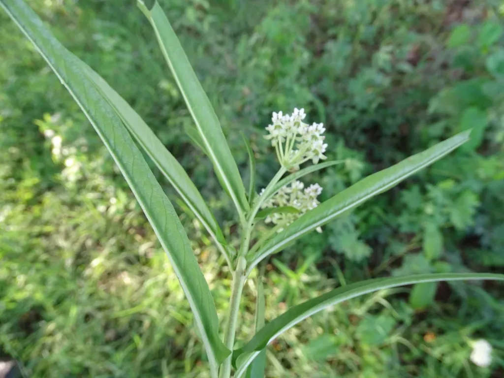 Asclepias Woodsoniana