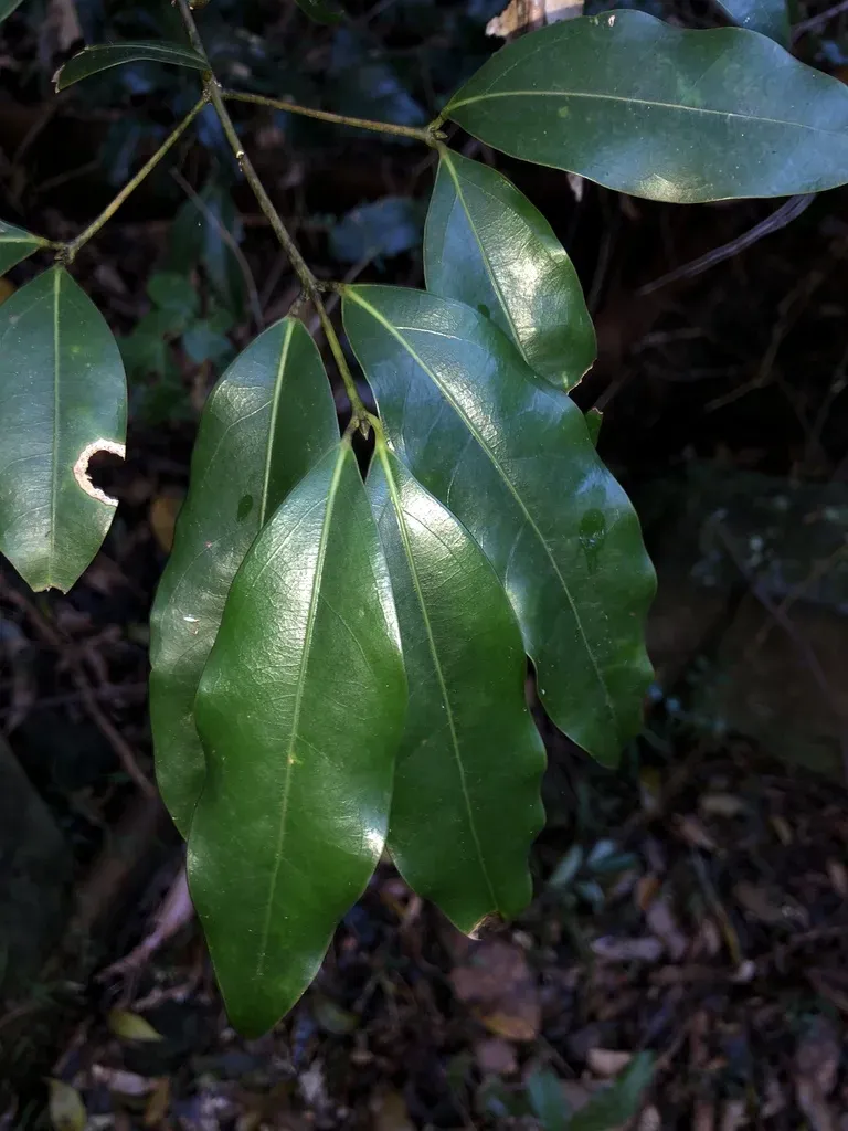 Red-barked Sassafras