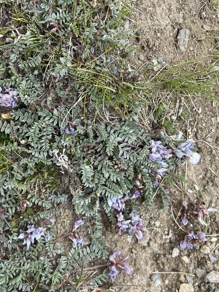 Oxytropis Helvetica