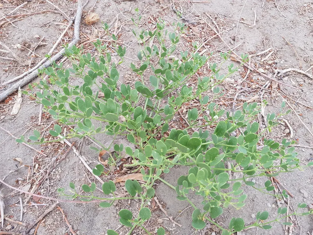 Zygophyllum Brachypterum