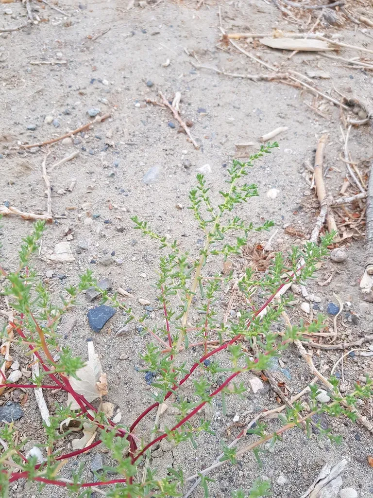 Halogeton Arachnoides