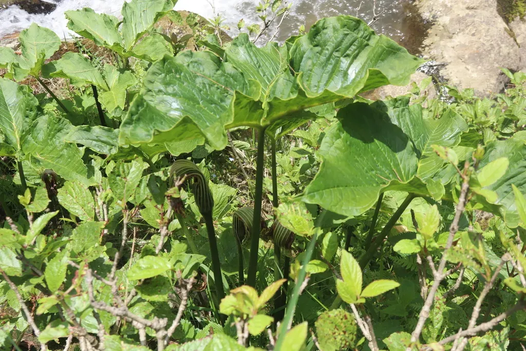 Jacquemont's Cobra Lily