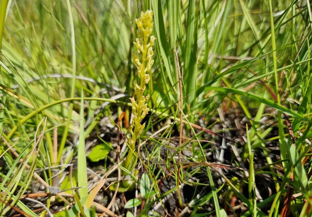 Bog Adder's-mouth