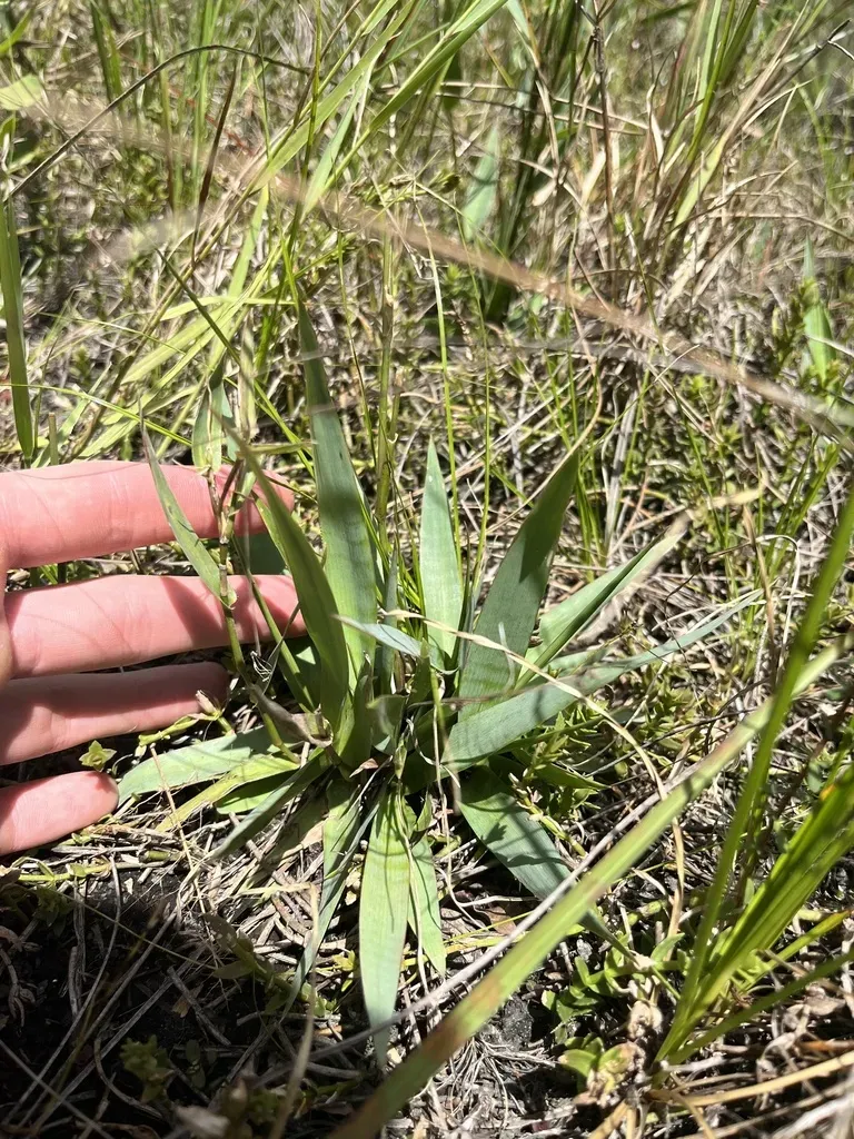 Erectleaf Panicgrass