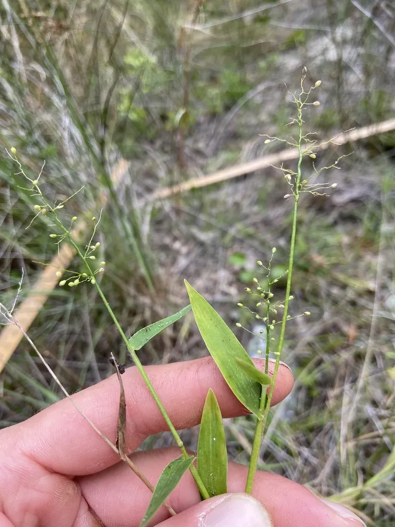 White-edged Witchgrass