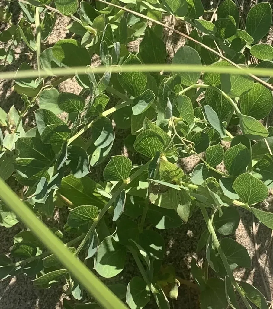 Beach Pea