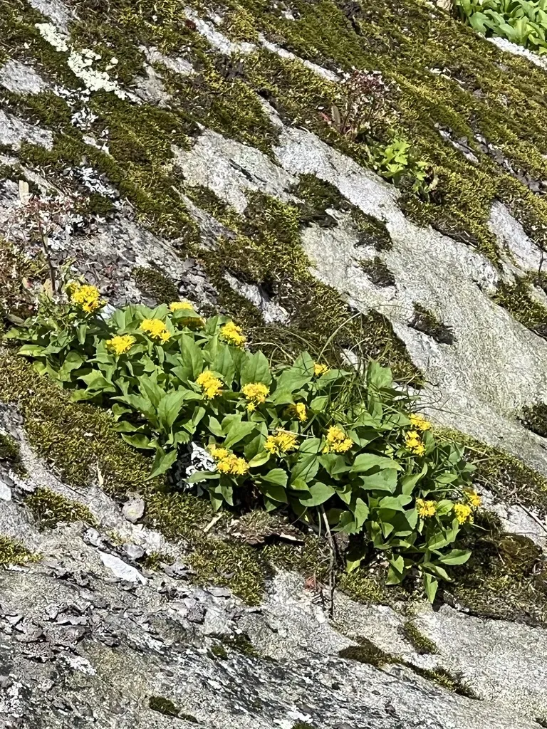 Blue Ridge Goldenrod