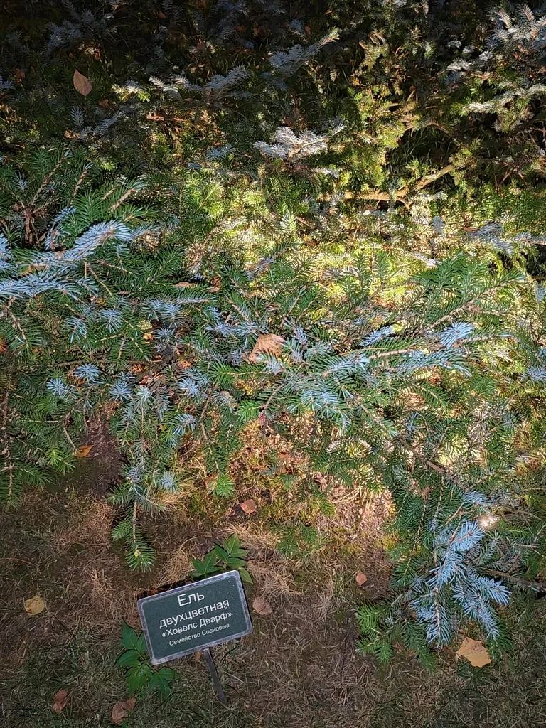 Alcock's Spruce