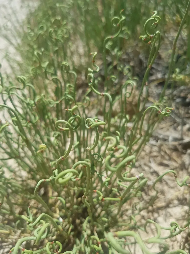 Ephedra Przewalskii