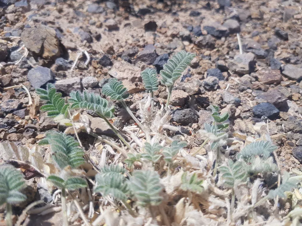 Astragalus Grubovii