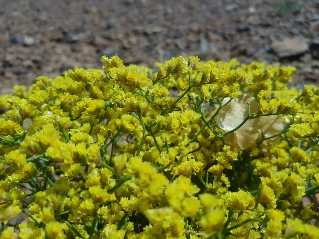 Limonium Aureum