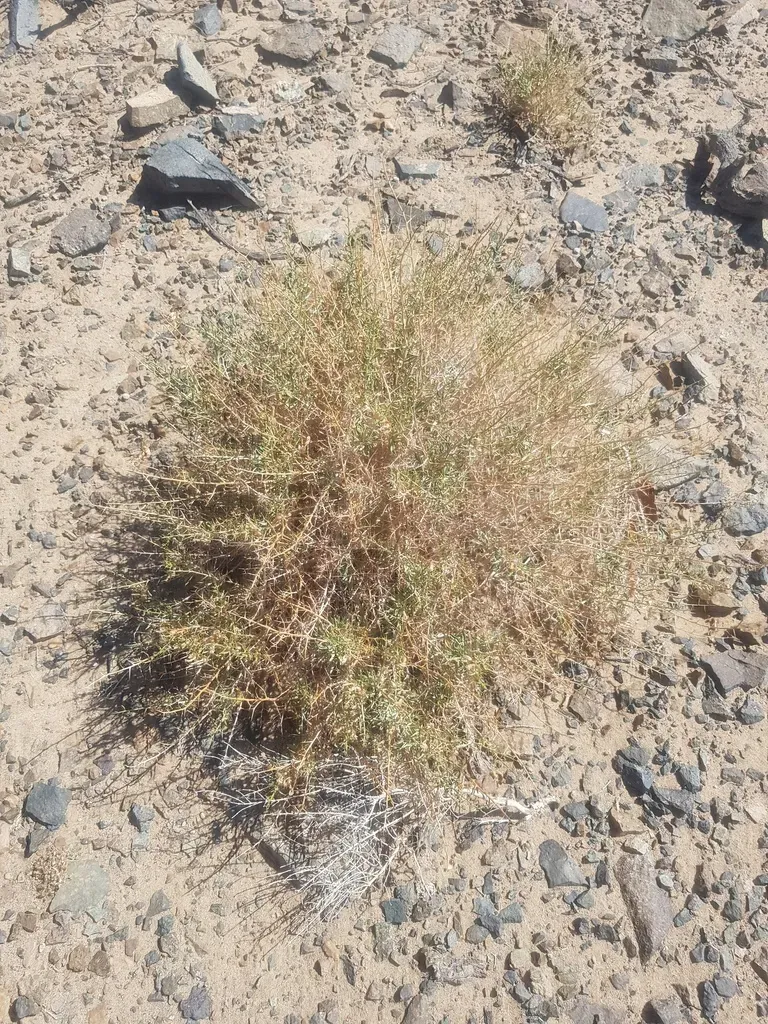 Convolvulus Fruticosus