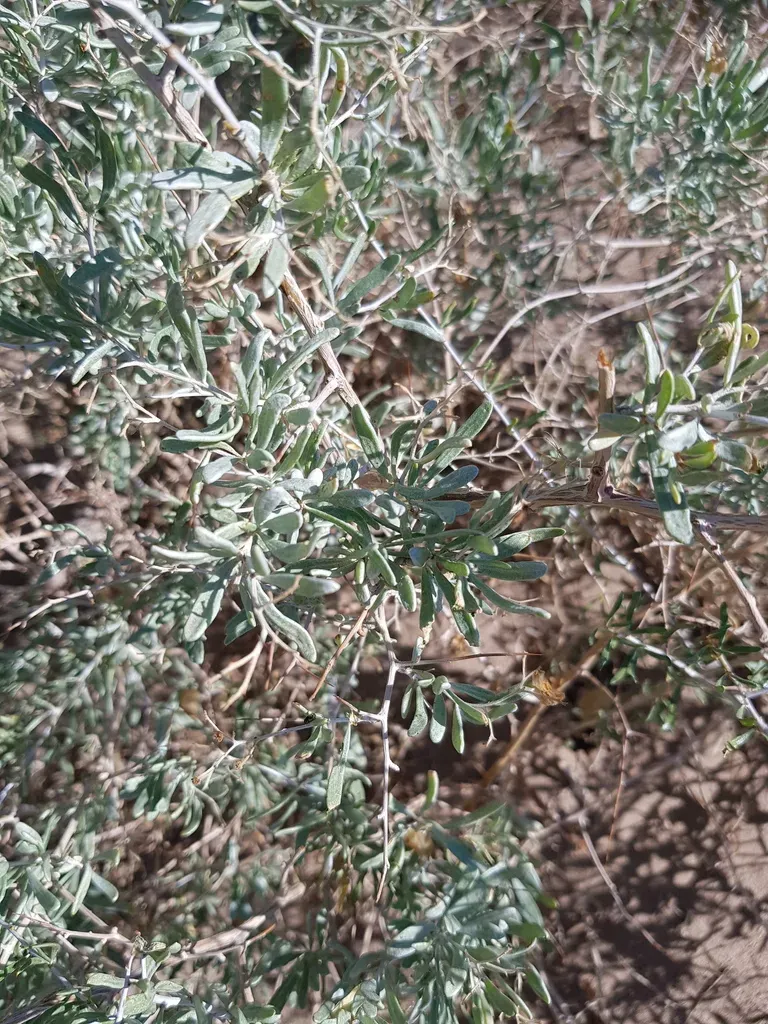 Nitraria Sphaerocarpa