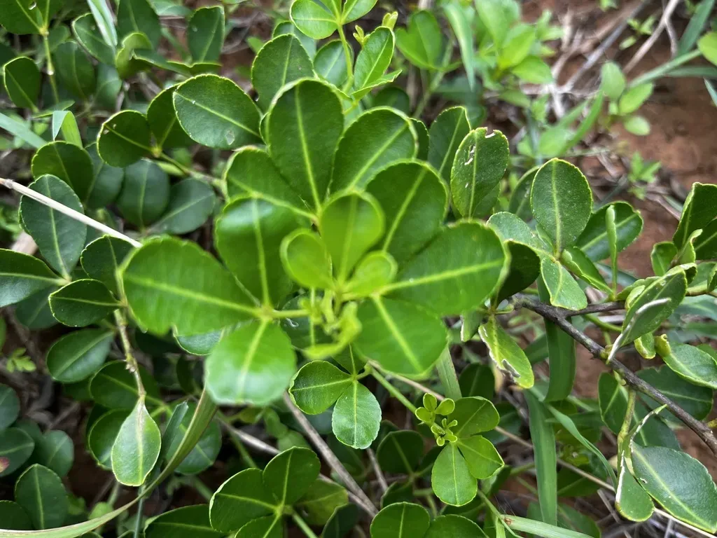 Zanthoxylum Pistaciiflorum