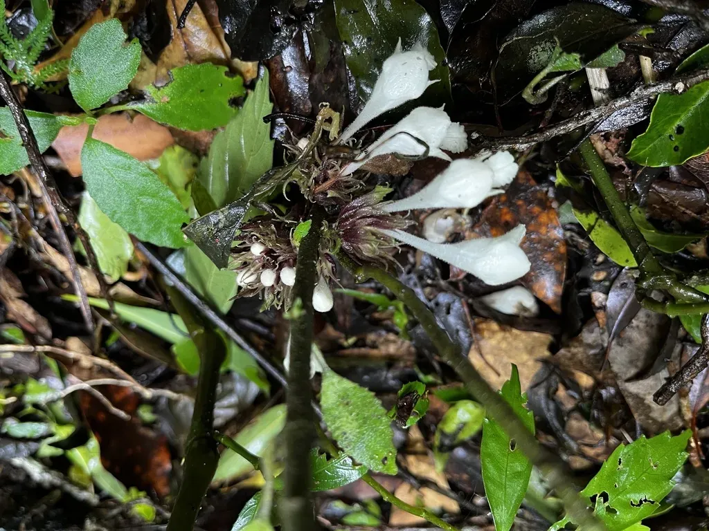 Gomphostemma Chinense