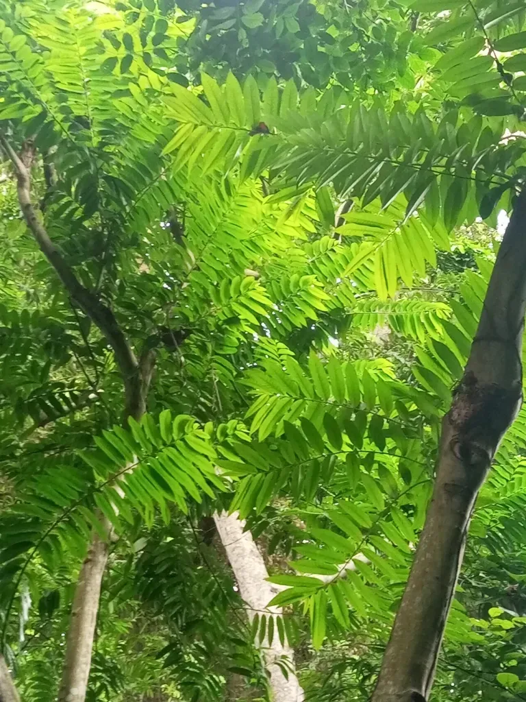 Cleistopholis Patens