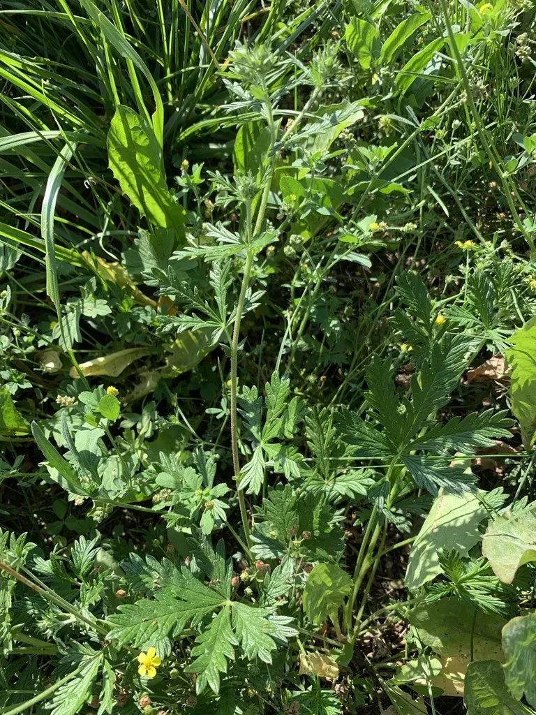 Potentilla Virgata