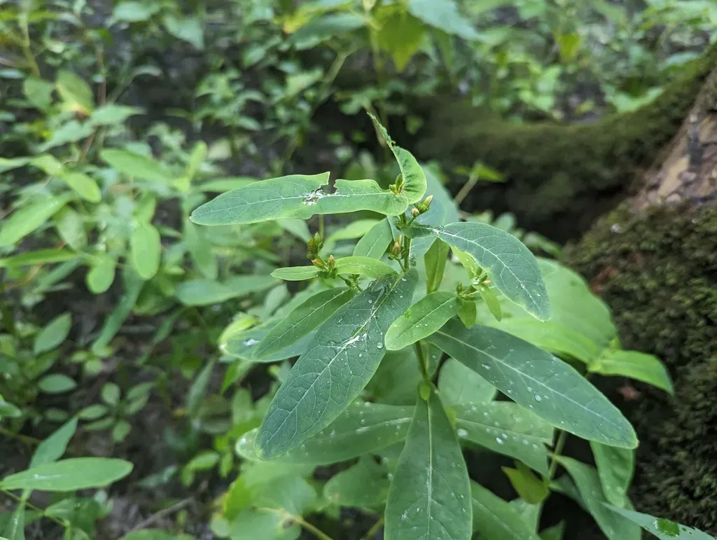 Southern Marsh St. John's Wort