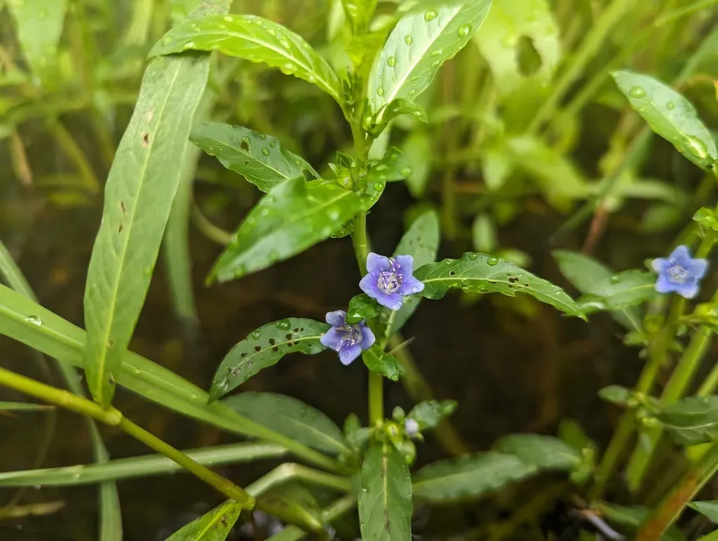 Oneflower False Fiddleleaf