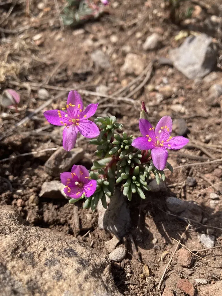Dwarf False Fameflower