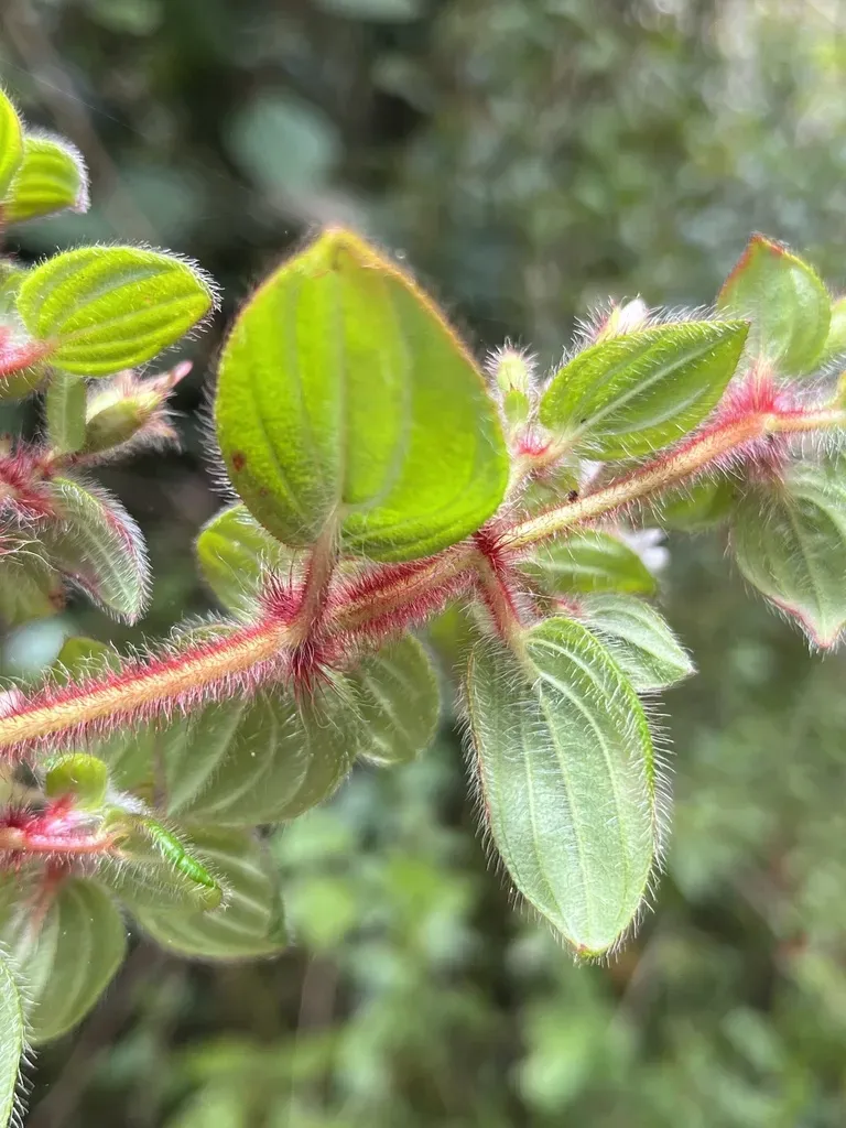 Monochaetum Glanduliferum