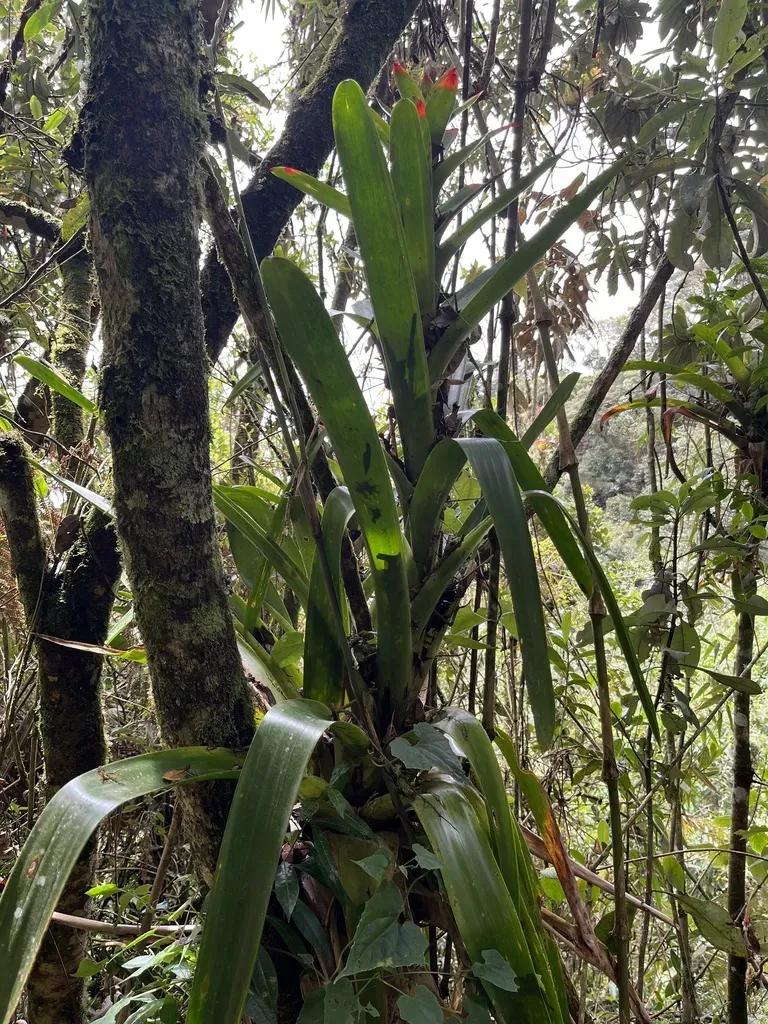 Guzmania Gloriosa