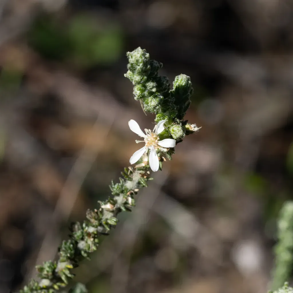 Woolly Daisy-bush