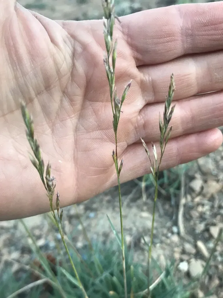 Little Mountain Bluegrass