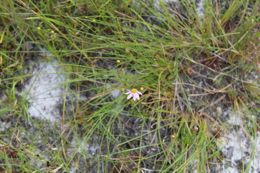 Rose Coreopsis