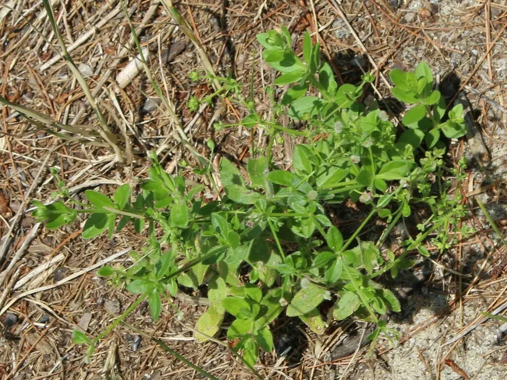 Hairy Bedstraw