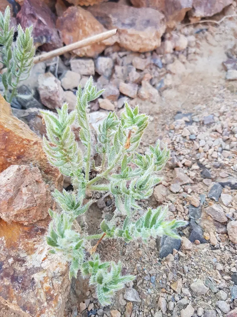 Arnebia Fimbriata