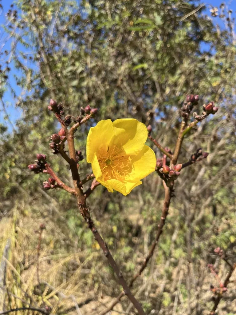 Cochlospermum Regium
