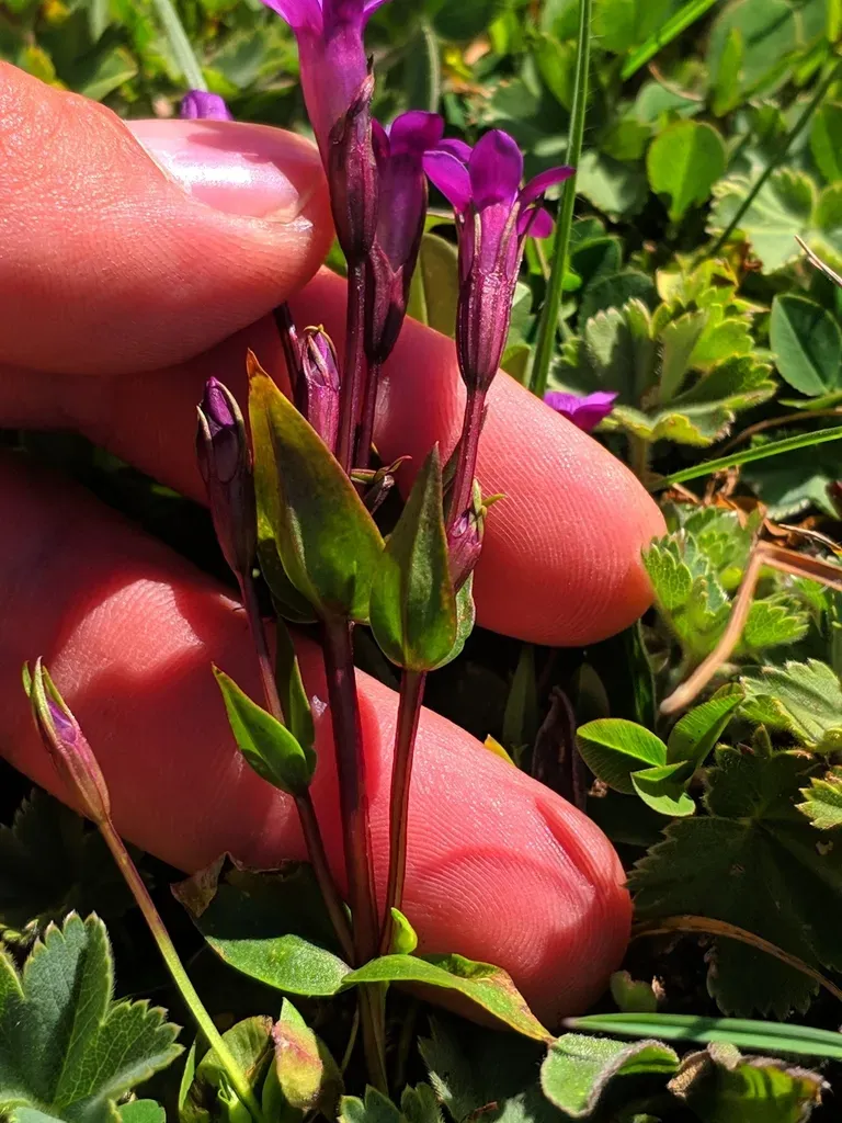 Gentianella Caucasea